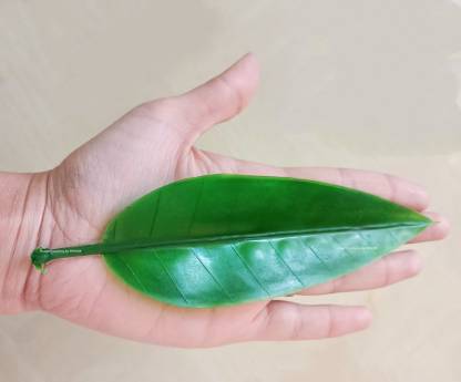 Plastic Artificial Mango Leaves (17cm, Green) (Pack of 5)